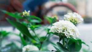 6 Low Maintenance Flower Bed Ideas