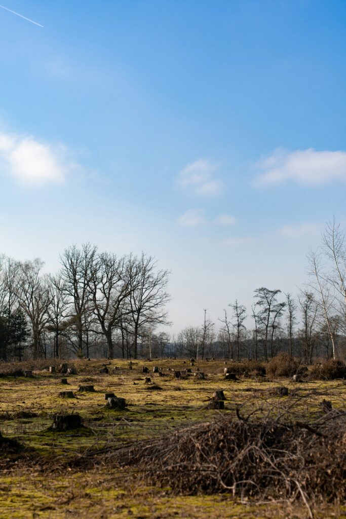 clear cutting issues 